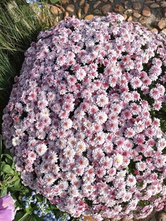 球状粉白花卉