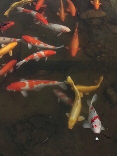 池塘中游动的多彩锦鲤
