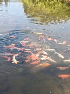 池塘中游动的多彩锦鲤