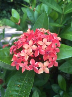 鲜艳龙船花绽放绿叶间