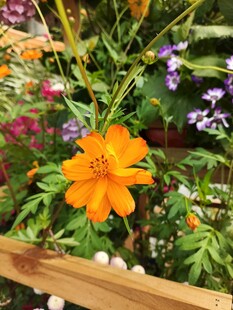 花园中的艳丽橙色花朵