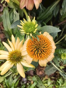 美丽绽放的多彩松果菊