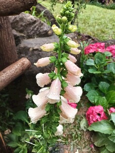 垂挂毛地黄花枝摇曳