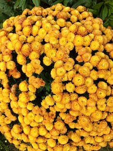 黄色蓍草花