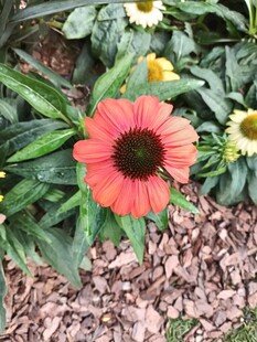 娇艳绽放的橙红色花朵