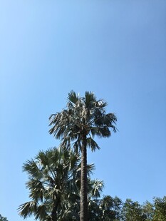 蓝天映衬下的高大棕榈树