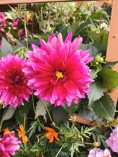 娇艳大丽花绽放