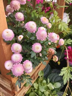 木架上的粉嫩菊花绽放