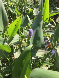 紫色花朵绽放