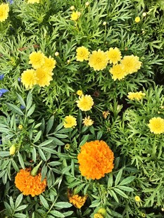 多彩万寿菊绽放生机