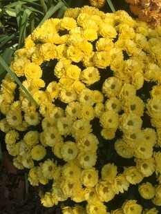 黄色小花簇拥绽放