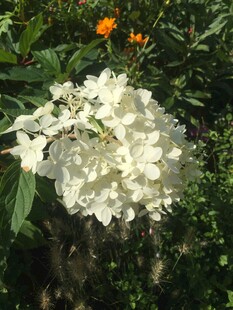 白色绣球花绽放于绿植间