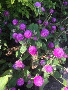 紫色球状花卉绽放美景