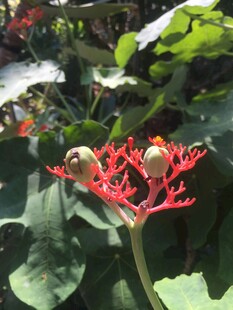 红须植物上的奇特果实