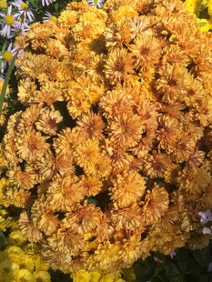 金黄菊花绽放