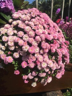 粉色菊花盆栽绽放美丽