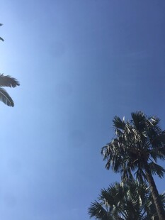 蓝天映衬下的高大棕榈树