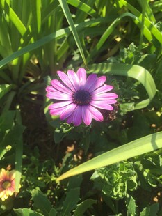 阳光下的紫色雏菊