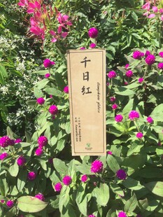 千日红