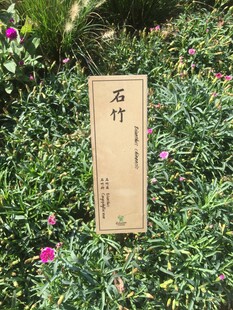 石竹植物