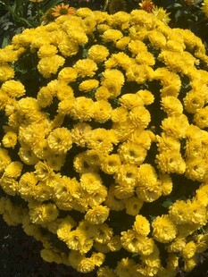黄色菊花绽放