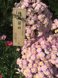 粉色雏菊