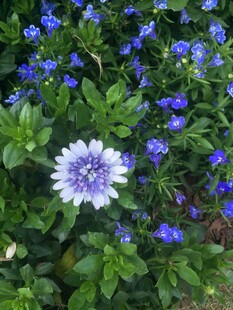 蓝白花朵绽放绿意间