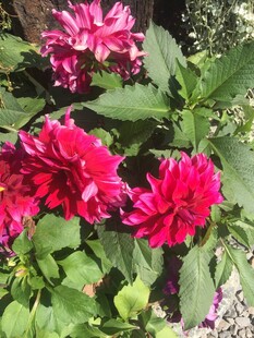 艳丽大丽花