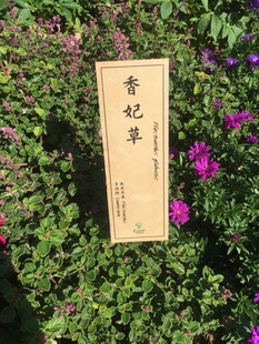 香妃草