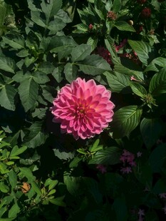 大丽花