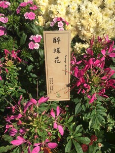 醉蝶花