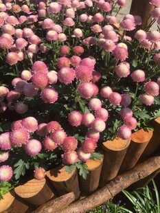 粉色盆栽花卉