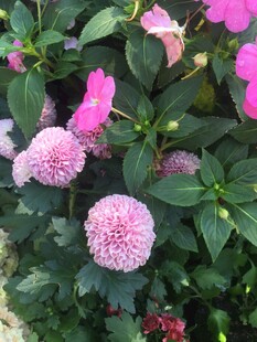 粉色球状花卉绿植景观