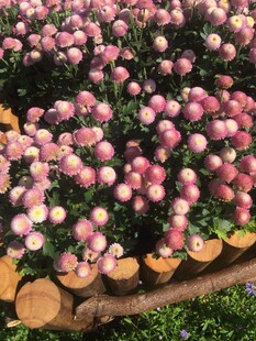 缤纷菊花