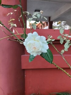 洁白山茶花