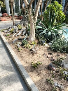 路边绿植景观