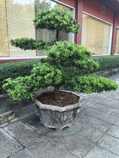 古朴盆景置于庭院之中