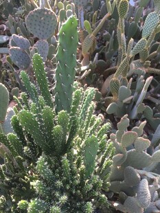 翠绿仙人掌植物