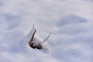 雪中小草露头