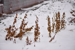 雪覆枯叶景象