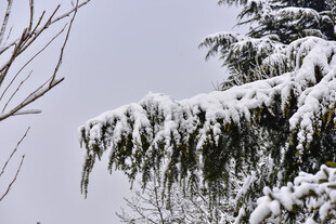 雪覆枝头的冬日景致