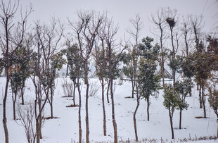 雪覆树林