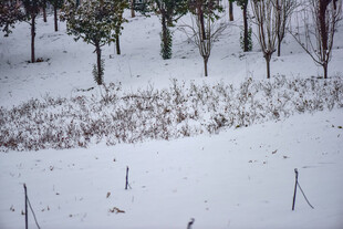 冬日雪覆树林田园景致