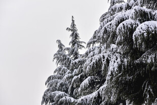 雪覆松枝的冬日景致