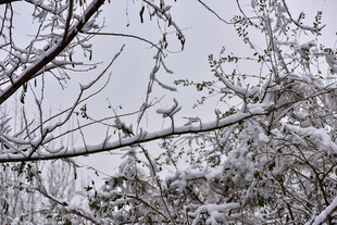 雪覆树枝的冬日景致