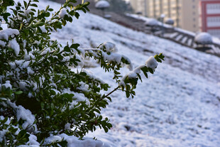 雪覆绿植的冬日景致
