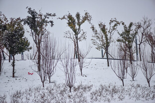 雪覆树木