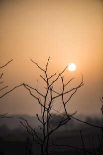 夕阳下的枯树枝景