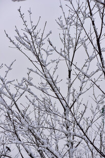 枝头覆雪