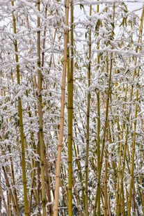 雪覆竹林美景